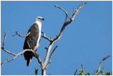 White-bellied Sea-Eagle (Haliaeetus leucogaster)