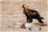 Wedge-tailed Eagle (Aquila audax)