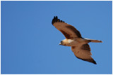 Little Eagle (Aquila morphnoides)