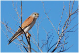 Australian Kestrel (Falco cenchroides)