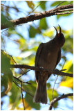Dusky Honeyeater (Myzomela obscura)