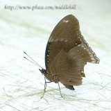 Butterfly - 060