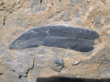 Fossil Leaves