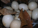 Ruffed Grouse Eggs