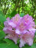 Rhododendron