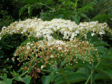 Elderberry