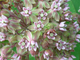 Common Milkweed