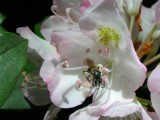 Bee and Rhododendron