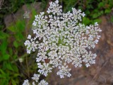 Queen Annes Lace