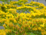 Goldenrod