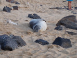 Monk Seals!