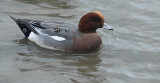 Widgeon.jpg