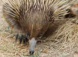 Echidna - a neat set of spines.