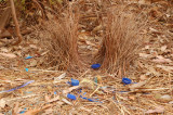 Off season Satin Bower Bird bower in our yard. 