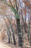Eucalypt fire recovery