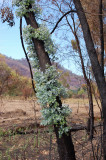 Eucalyptus recovery after bushfire.