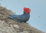 Gang Gang Cockatoo