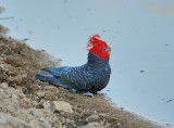 Gang Gang Cockatoo