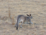 Its safer to leave.  Hes quite capable of leaping the fence, but has taken the easy way out.