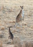 His little friend isnt quite sure what the problem is.