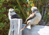 Kookaburras - This is my spot, get lost.