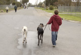 2007 PAWS WALK - Mitchell, heading out with Nero and Hilary on the RSPCA Million Paws Walk