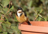 Eastern Spinebill