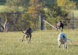 Grey tails in the air - this ones just for fun!  Off for our morning walk.