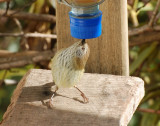 Thornbill enjoying a free feed.