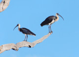 Straw-necked Ibis