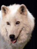 Arctic Wolf
