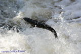 06 Salmon Leap008.JPG