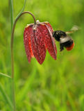 Bee in Flight