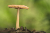 Tawny Grisette, Amanita fulva