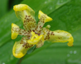 Yellow Iris-like Flower
