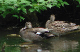Male and Female Gadwalls