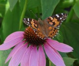 Monarch Butterfly with a filmy membrane on top