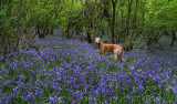 In Bluebell Wood  with Angel