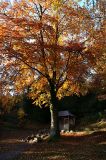 Autumn Glory in Okehampton Park