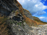 Fossil Bearing Cliffs at Lyme Regis