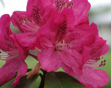 Rhododendron  .jpg