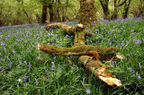 BlueBellWood07KM.jpg