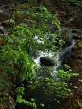 Green Leaves White Water Fuji .jpg