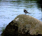 Bird on a Rock.jpg