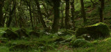 Mossy Boulders in a Dartmoor Valley