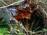 Fernworthy Fallen Tree.jpg