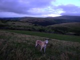 Angel on Sourton Common, Evening