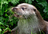 The Hungry Otter