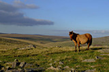 Moorland Pony.jpg