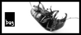 Bug 002 b - 640.jpg